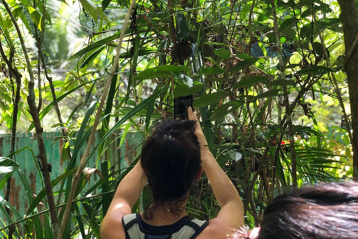 Private Day Trip Cebu to Bohol w/ Chocolate Hills & Loboc Cruise