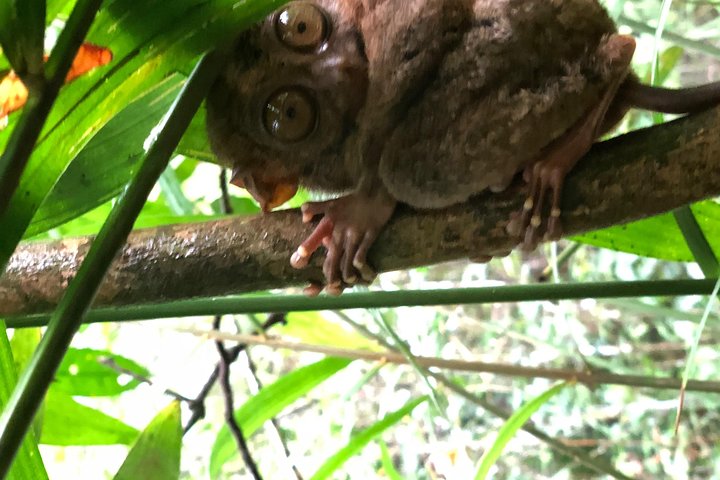 Private Day Trip Cebu to Bohol w/ Chocolate Hills & Loboc Cruise