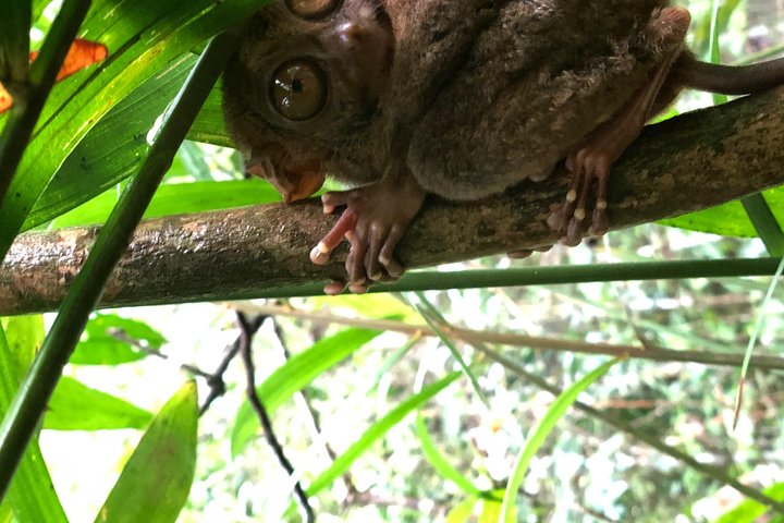 Private Day Trip Cebu to Bohol w/ Chocolate Hills & Loboc Cruise