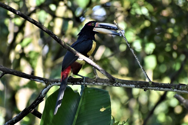 Mindo Cloud Forest Private Tour: Chocolate, Coffee, Birds, Nature