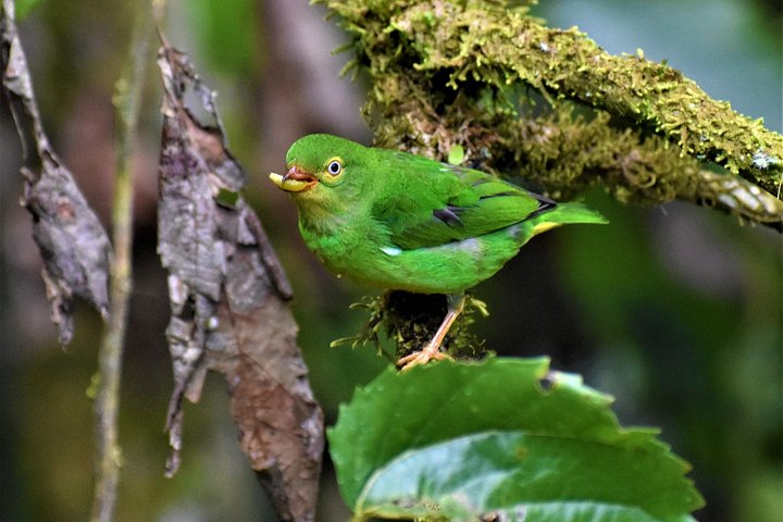 Mindo Cloud Forest Private Tour: Chocolate, Coffee, Birds, Nature