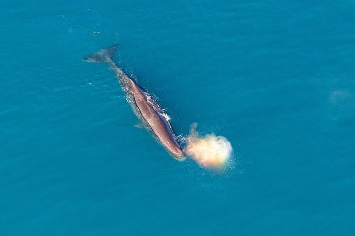 Kaikoura Helicopters Classic Whale Watch