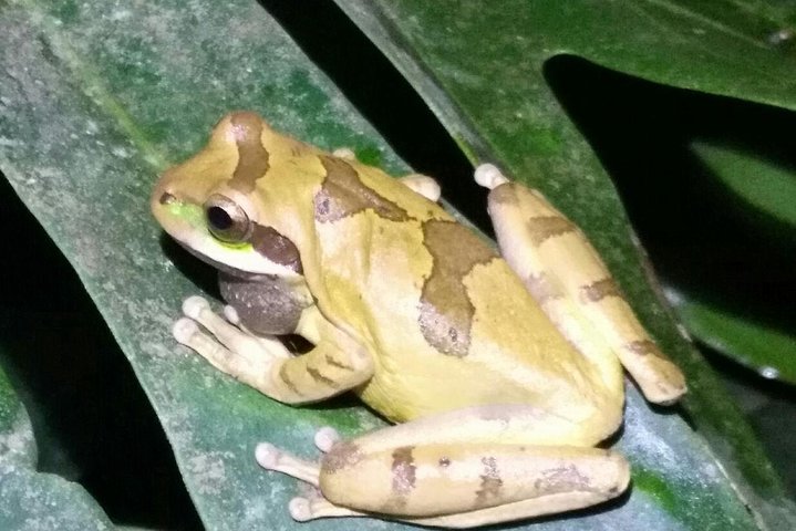 Monteverde Night Tour: Glass Frogs, lateralis, Sloths & Jungle