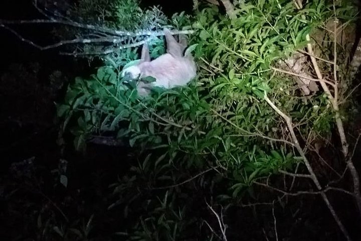 Monteverde Night Tour: Glass Frogs, lateralis, Sloths & Jungle