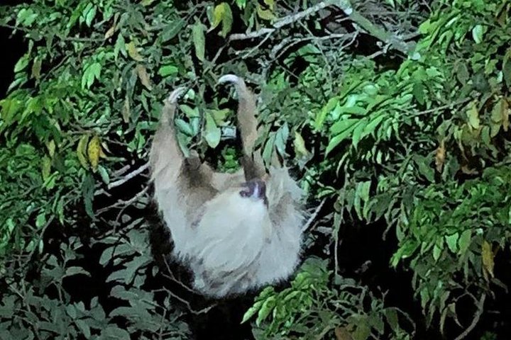 Monteverde Night Tour: Glass Frogs, lateralis, Sloths & Jungle