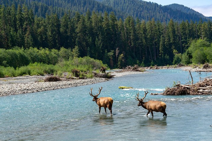 Best of Olympic National Park from Seattle: All-Inclusive Small-Group Day Tour