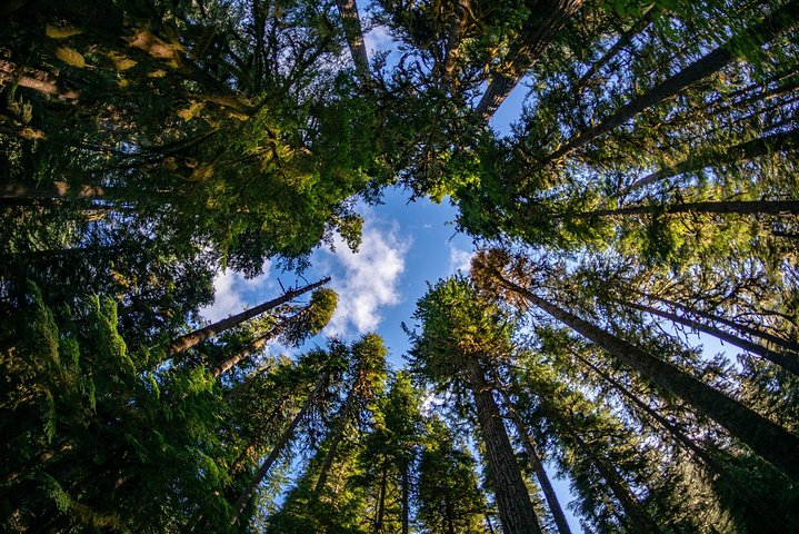 Best of Olympic National Park from Seattle: All-Inclusive Small-Group Day Tour
