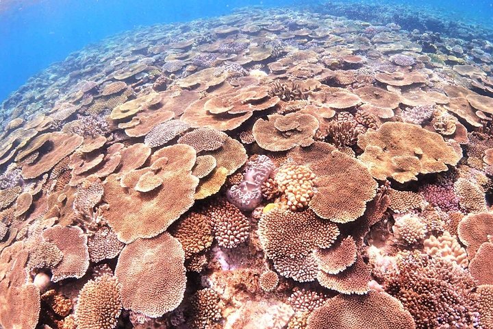 Private Snorkeling Tour (Near Churaumi Aquarium) – Free Photos