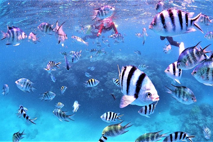 Private Snorkeling Tour (Near Churaumi Aquarium) – Free Photos