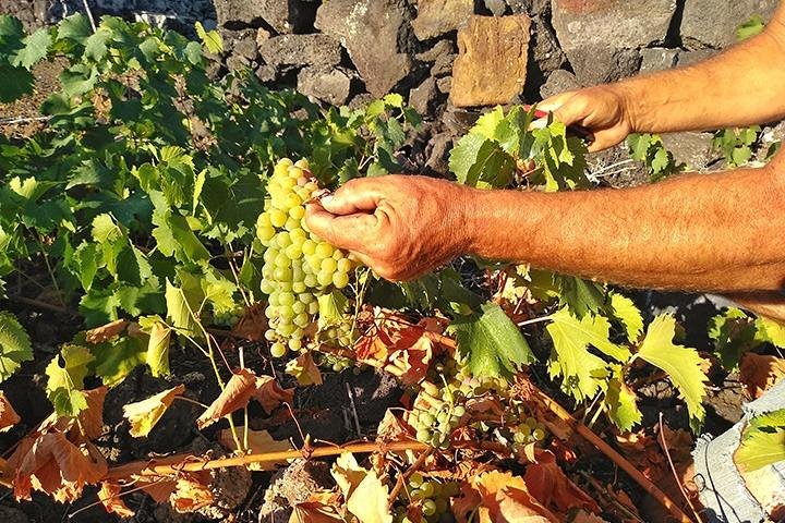 Wine & Food Tour