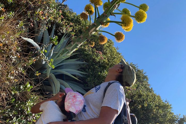 Santa Ana volcano hike with privileged early access. Go safe and skip the crowds