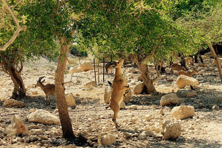 Dead Sea, Masada and Ein Gedi Day Tour from Tel Aviv