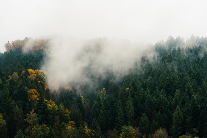 Culture and Traditions Hike through the Black Forest with a Local