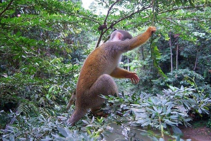 3 Días Selva Rainforest Chuahurco - 5 Cascadas - Comunidad 3 Etni
