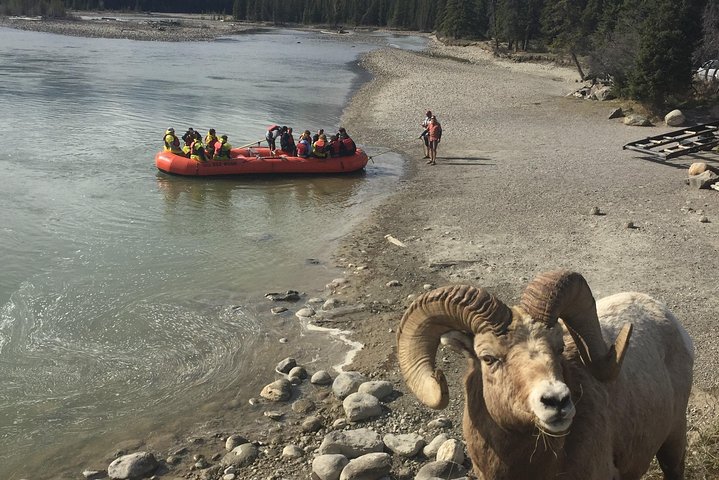 Athabasca River Easy Scenic Raft Trip