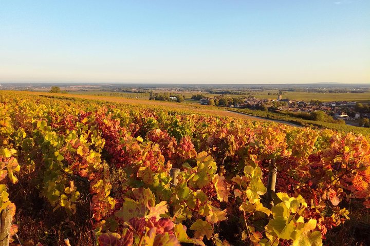 Burgundy Grand Crus Route Day Tour - 14 Wines Tastings in Domains