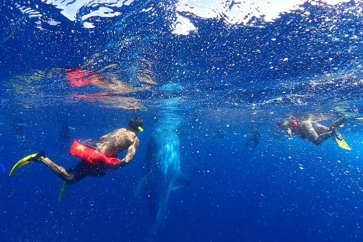 Whale Shark & Manta Ray Snorkel -(May-Sept) Only 10pp per Boat