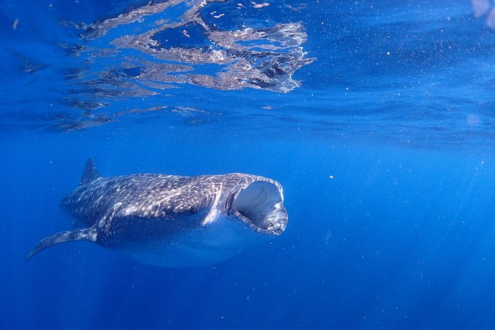 Whale Shark & Manta Ray Snorkel -(May-Sept) Only 10pp per Boat