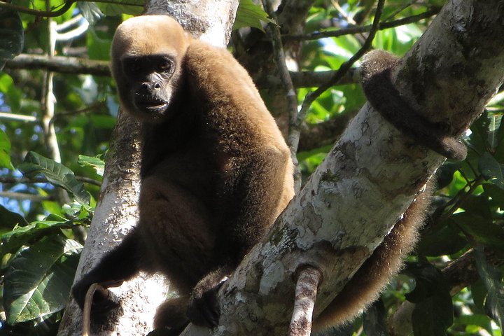 Cuyabeno Amazon Reserve: 5-Day Deep Jungle Adventure