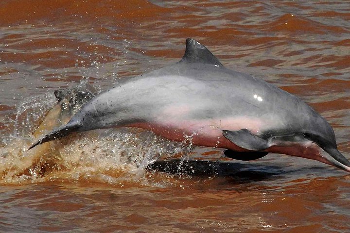 Cuyabeno Amazon Reserve: 5-Day Deep Jungle Adventure