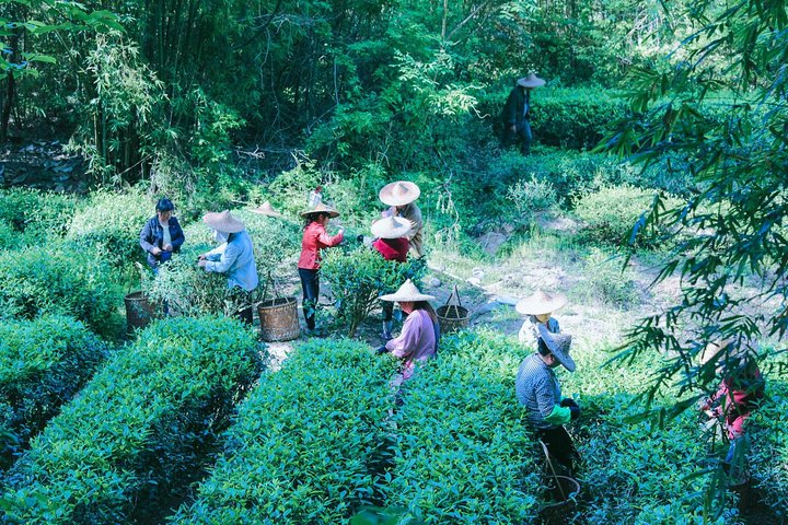 Wuyishan One Day Tour - Wuyi Mountain