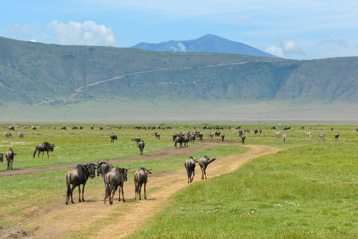 5 Days - Best Of Tanzania Northern Zone, Lodge Safari