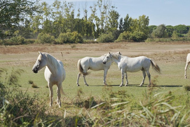 4x4 Camargue Safari 4h - Private Tour - Departure from Arles