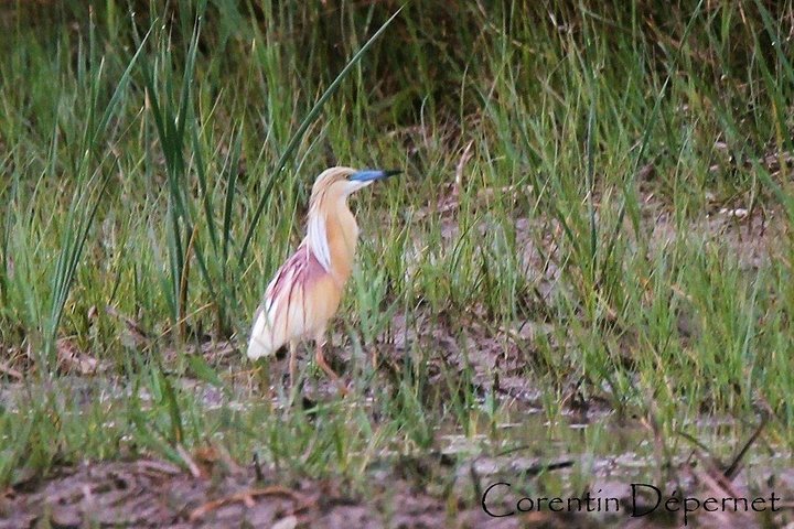 4x4 Camargue Safari 4h - Private Tour - Departure from Arles