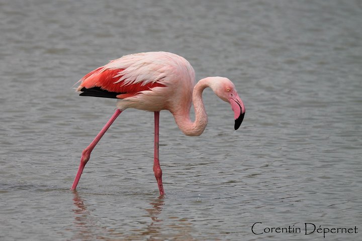 4x4 Camargue Safari 4h - Private Tour - Departure from Arles