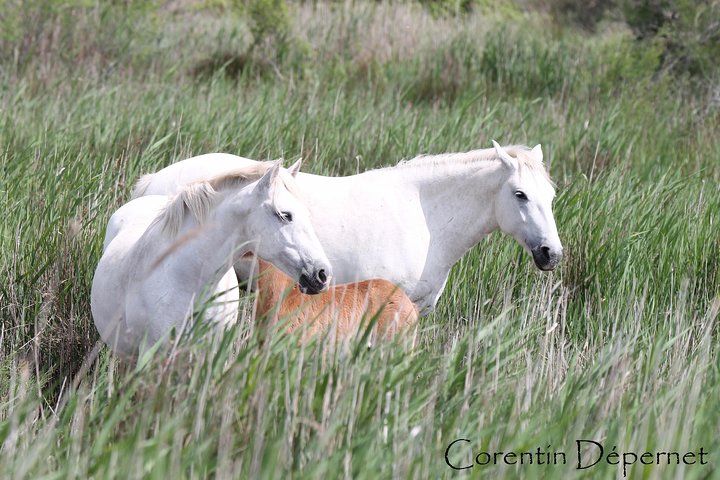 4x4 Camargue Safari 4h - Private Tour - Departure from Arles