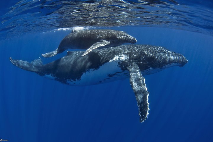 Half day whale tour 4h00