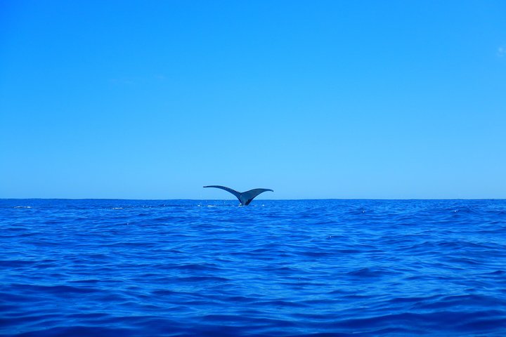 Half day whale tour 4h00