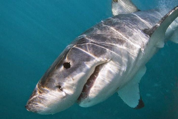 Shark Cage Diving - Adventure Meets Conservation!