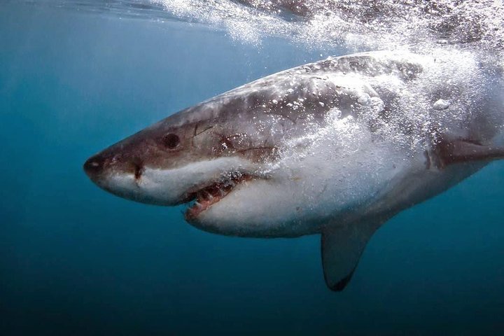 Shark Cage Diving - Adventure Meets Conservation!