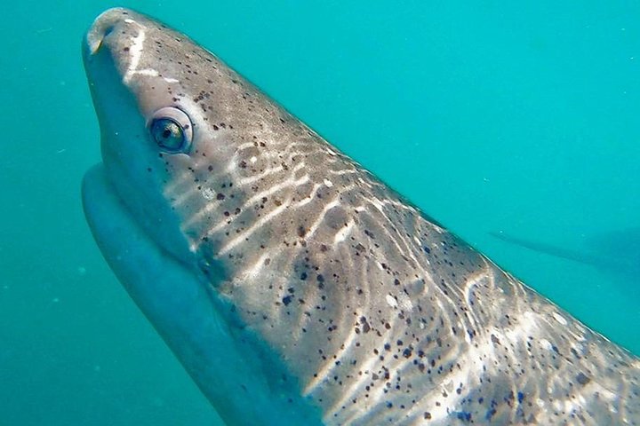 Shark Cage Diving - Adventure Meets Conservation!