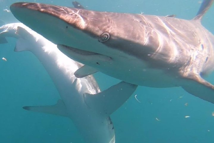 Shark Cage Diving - Adventure Meets Conservation!