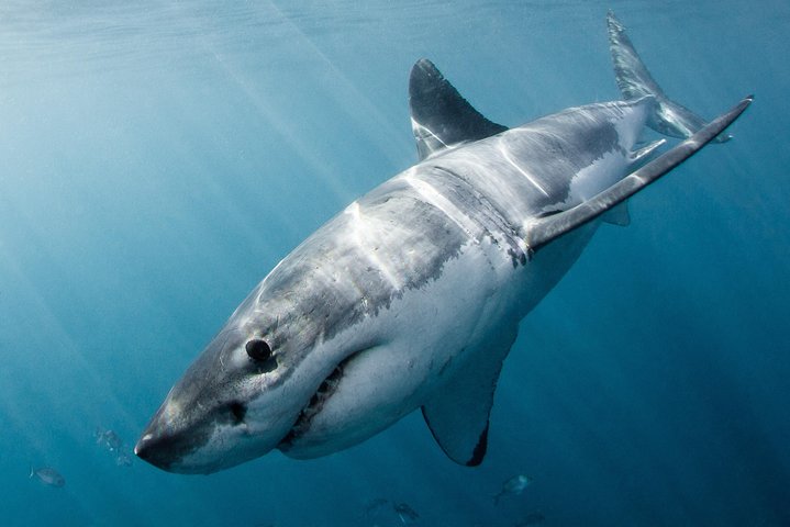 Shark Cage Diving - Adventure Meets Conservation!