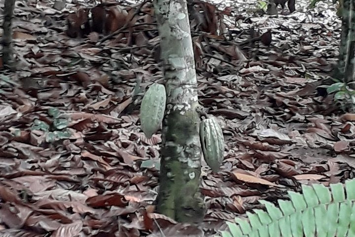 Visit Cocoa & Rubber Plantation-Traditional Ivoirian Village with Local Lunch!