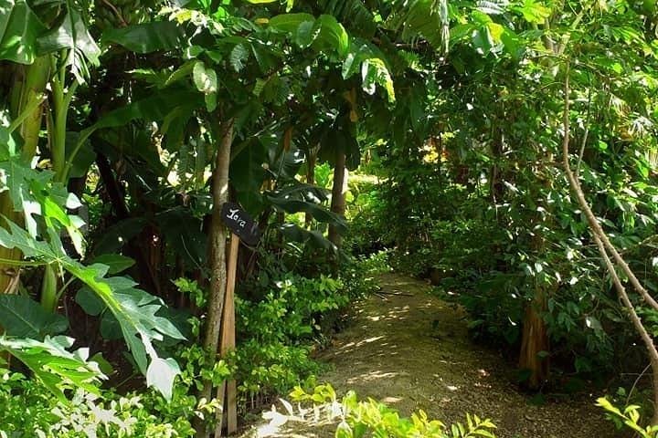 Ancient Tonga Cultur Tour 2hr Full Culture Tour