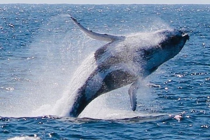 Brisbane Whale Watching Cruise from Redcliffe or Brisbane City