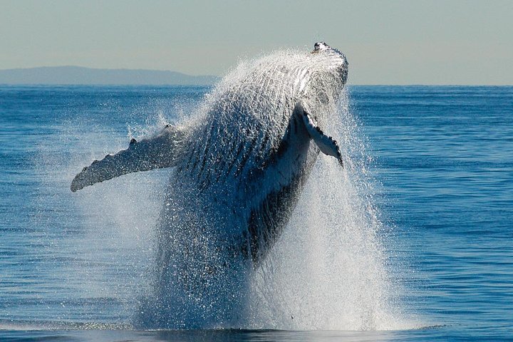Brisbane Whale Watching Cruise from Redcliffe or Brisbane City