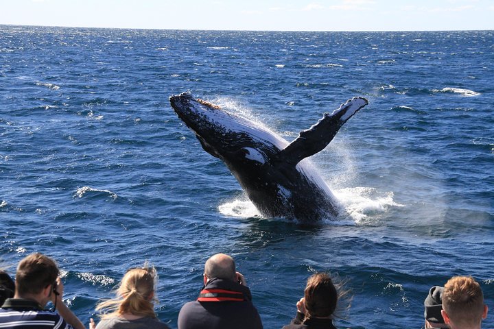 Brisbane Whale Watching Cruise from Redcliffe or Brisbane City