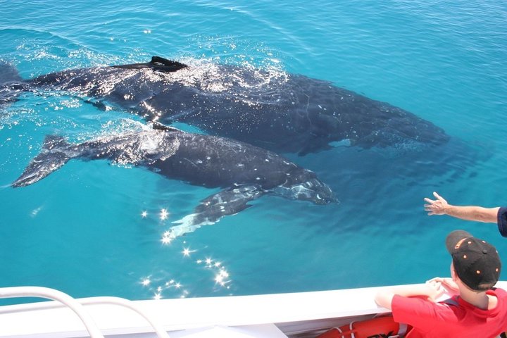 Brisbane Whale Watching Cruise from Redcliffe or Brisbane City