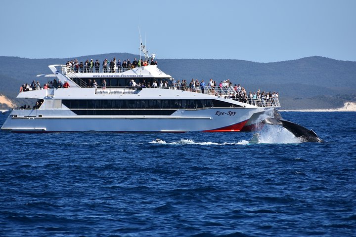 Brisbane Whale Watching Cruise from Redcliffe or Brisbane City