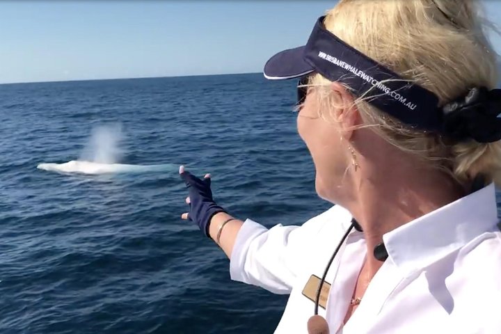 Brisbane Whale Watching Cruise from Redcliffe or Brisbane City
