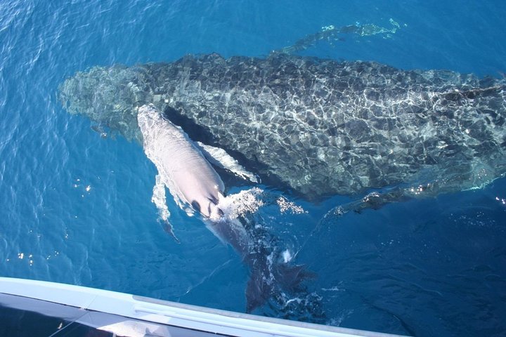 Brisbane Whale Watching Cruise from Redcliffe or Brisbane City
