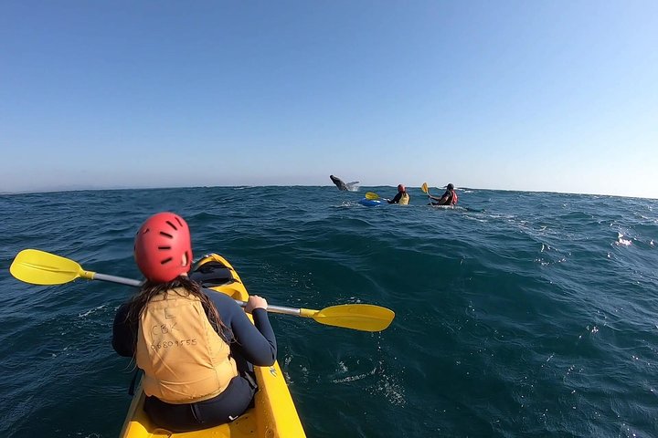 Kayaking with Dolphins in Byron Bay Guided Tour