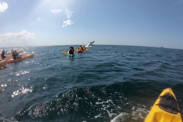 Kayaking with Dolphins in Byron Bay Guided Tour