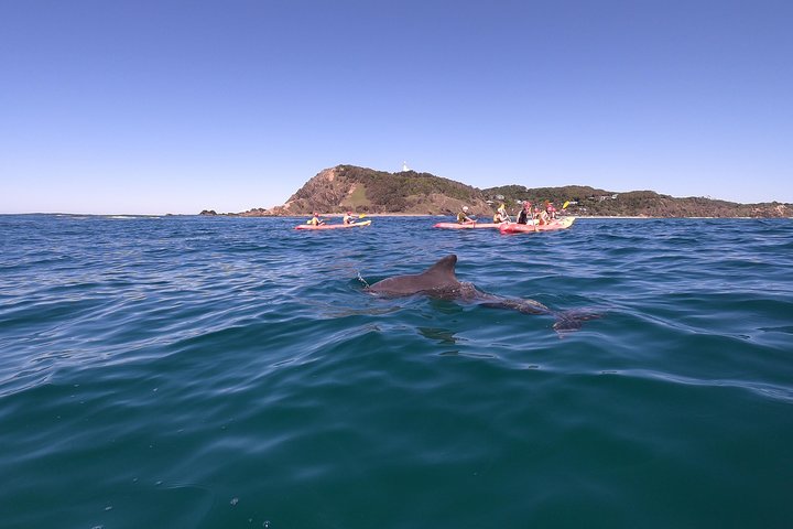Kayaking with Dolphins in Byron Bay Guided Tour
