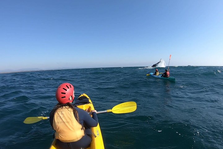 Kayaking with Dolphins in Byron Bay Guided Tour